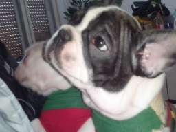 Musko stene francuskog buldoga na prodaj