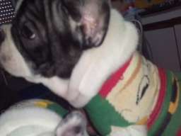 Musko stene francuskog buldoga na prodaj