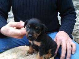 Stenad terijera oba pola