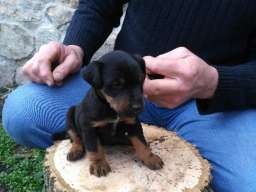 Stenad terijera oba pola