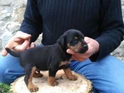 Stenad terijera oba pola