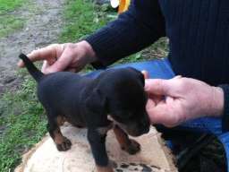 Stenad terijera oba pola