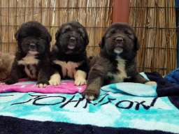 Stenad KAVKASKOG OVCARA