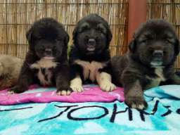 Stenad KAVKASKOG OVCARA