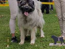 Stenad KAVKASKOG OVCARA