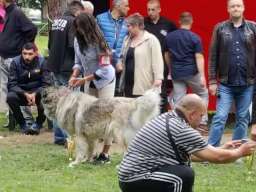 Stenad KAVKASKOG OVCARA