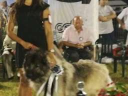 Stenad KAVKASKOG OVCARA