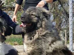 Stenad KAVKASKOG OVCARA