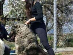 Stenad KAVKASKOG OVCARA