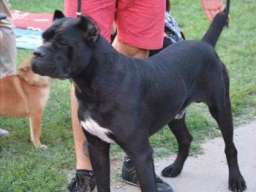 CANE CORSO - muzjak sam. Srbije - parenje