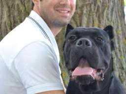 CANE CORSO - muzjak sam. Srbije - parenje