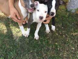 Stenci AMERICKOG staf. terijera outkros