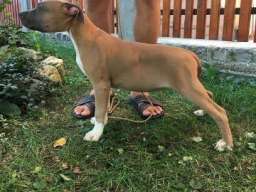 Stenci AMERICKOG staf. terijera outkros