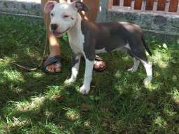 Stenci AMERICKOG staf. terijera outkros