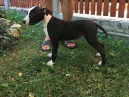 Stenci AMERICKOG staf. terijera outkros