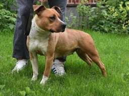 Stenci AMERICKOG staf. terijera outkros