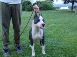 Stenci AMERICKOG staf. terijera outkros