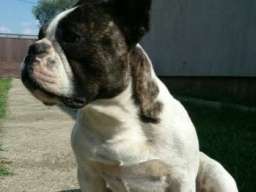 Francuski buldog - dve kuje na prodaju