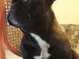 Francuski buldog - dve kuje na prodaju