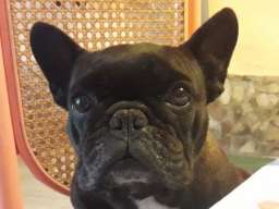 Francuski buldog - dve kuje na prodaju