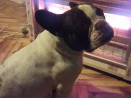 Francuski buldog - dve kuje na prodaju