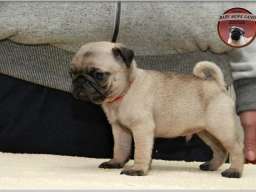 MOPS stenci - bez i crne boje