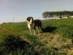 Bernardinac slobodan za parenje