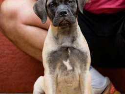 Bull Mastiff