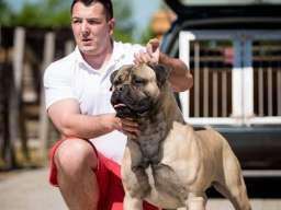Bull Mastiff
