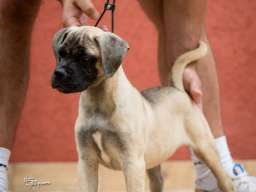 Bull Mastiff