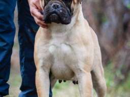 Bull Mastiff