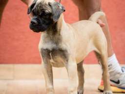 Bull Mastiff