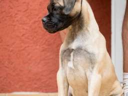Bull Mastiff