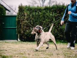 Bull Mastiff