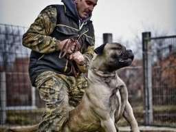 Bull Mastiff