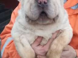 &Scaron;ar pej &scaron;tenci na prodaju