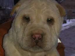 &Scaron;ar pej &scaron;tenci na prodaju