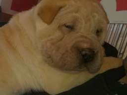 &Scaron;ar pej &scaron;tenci na prodaju