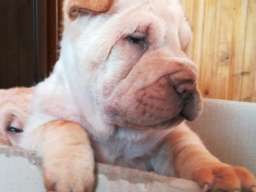 &Scaron;ar pej &scaron;tenci na prodaju