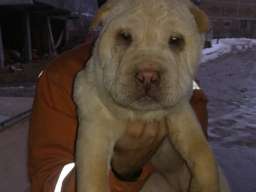 &Scaron;ar pej &scaron;tenci na prodaju