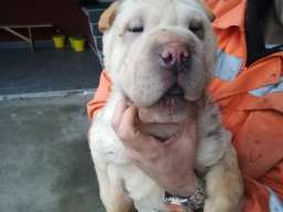 &Scaron;ar pej &scaron;tenci na prodaju