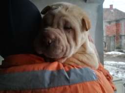 &Scaron;ar pej &scaron;tenci na prodaju