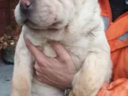 &Scaron;ar pej &scaron;tenci na prodaju