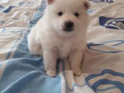 Nemački mali &scaron;pic &scaron;tenci