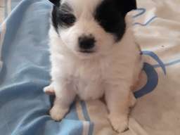 Nemački mali &scaron;pic &scaron;tenci