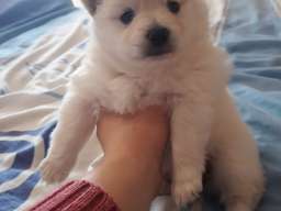 Nemački mali &scaron;pic &scaron;tenci