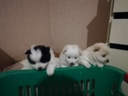 Nemački mali &scaron;pic &scaron;tenci