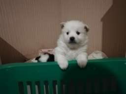 Nemački mali &scaron;pic &scaron;tenci