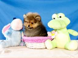 Pomeranac &scaron;tenci 