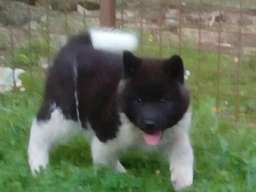 Američka akita &scaron;tenci
